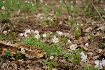 Wood anemone white flowers in forest,  wild spring flowers, floral spring forest background.
