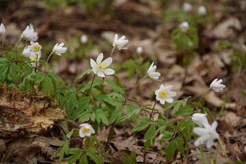 Wood anemone white flowers in forest,  wild spring flowers.