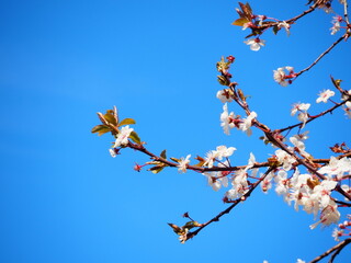 青空に映える梅の花