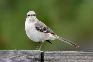 Northern Mockingbird