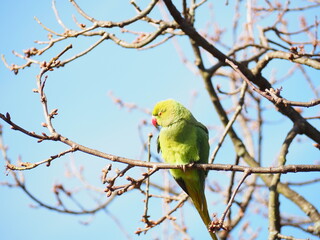 枝にとまる野生のインコ
