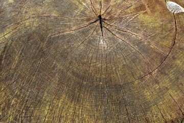 Tree trunk texture background, the cut tree trunk closeup, Stump of tree felled natural background,...