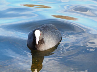 優雅に泳ぐ黒い水鳥