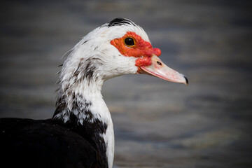 Muscovy duck in profile swimming up river on Crete