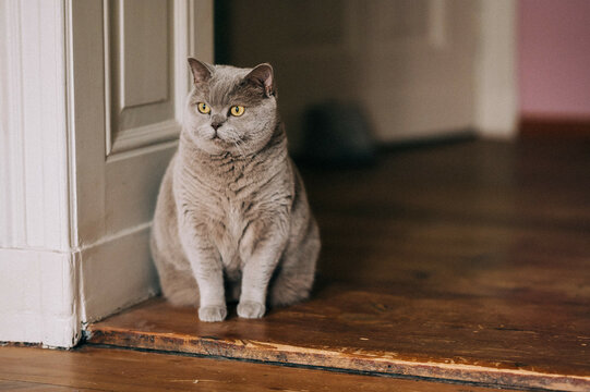 Sitzende Graue Katze 