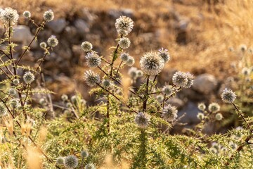 Fototapeta premium Chardon bleu en bord de mer