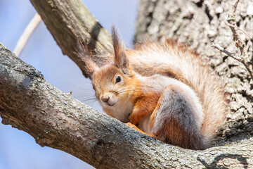 Naklejka na ściany i meble Squirrel on the tree in the park