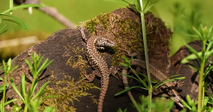 Darevskia praticola forest lizard taken in nature