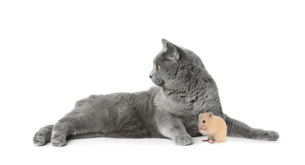 Cute cat and hamster on white background