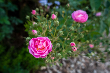 A close up shot of pink Garden Roses, Garden roses are predominantly hybrid roses that are grown as...