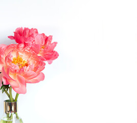 A bouquet of fresh beautiful coral peonies close up on the white background. Copy space