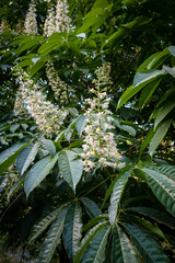 Fototapeta premium Close up shot of leaves and flowers of horse chestnut, Aesculus species called buckeye
