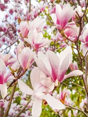 Foto op Canvas Beautiful blooming pink magnolia tree .Macro image  © boryanam