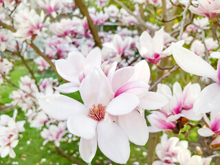 Beautiful blooming pink magnolia tree .Macro image 