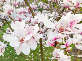 Beautiful blooming pink magnolia tree .Macro image 