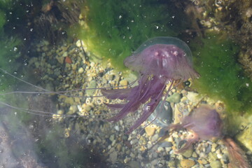 les méduse