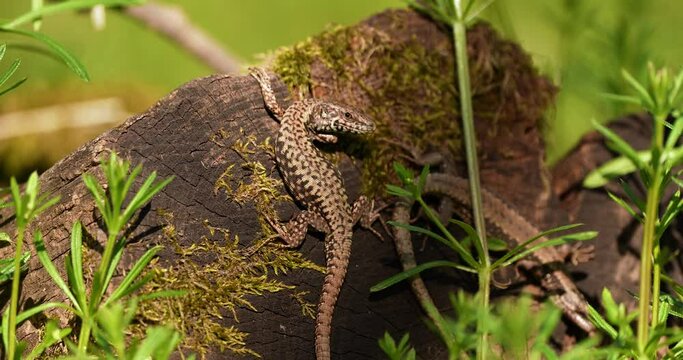 lizard in nature in the sun