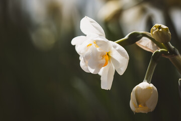 Narzissen im Garten