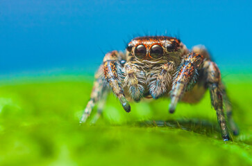 Portrait of Evarcha arcuata female jumping spider portrait