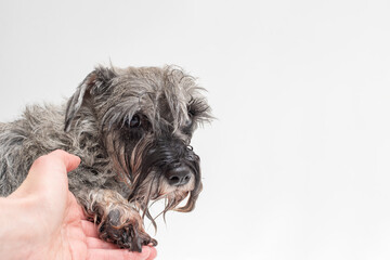 Naklejka na ściany i meble Hand holding the paw of a wet sad dog. The dog doesn't like to swim. Animal care. Dog hygiene. Bathing dogs