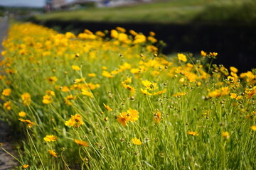 道端に咲く黄色い花