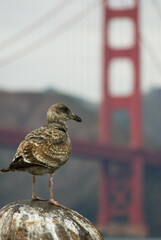 Seagull with Golden Gate in the background