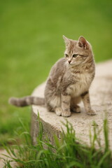 Grey cat sits on a step among green grass in a spring garden.