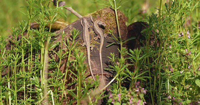 lizards in the woods illuminated by the sun in the wilderness
