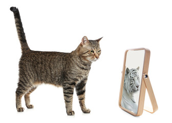 Cute cat looks like tiger into reflection of mirror on white background