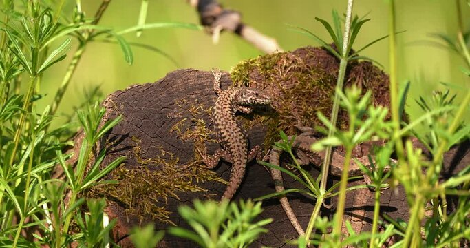 two forest lizards stand on a tree in the forest and sunbathe