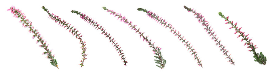 Branches of heathers with beautiful flowers on white background, collage. Banner design