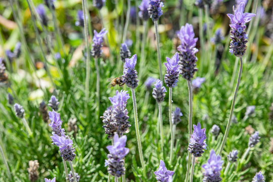 Field of lavender or lavandula, beautiful light purple flowers in bloom, cultivated in temperate climates as ornamental plants or used in food as aromatic herbs and in aromatherapy as essential oils