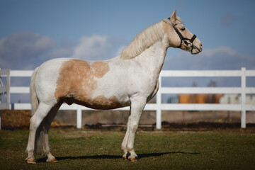 Obraz premium portrait of sport pony with bridle in daytime