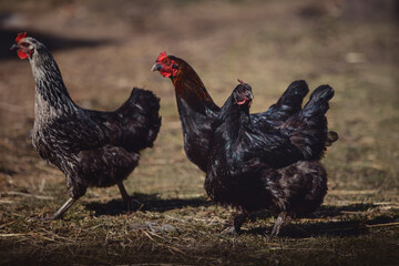 portrait of chickens walking on grass in spring
