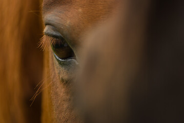 Extreme closeup of a horse eye, rural Czech Republic