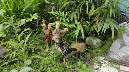 Abstract Defocused Chicks are hiding among the bushes in the Cikancung area, Indonesia