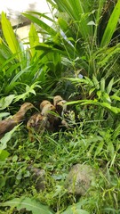 Abstract Defocused Chicks are hiding among the bushes in the Cikancung area, Indonesia