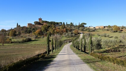 Fototapeta premium vineyard in region