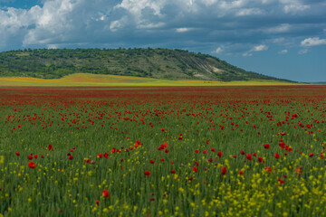 poppy field at the foot of the hill in May