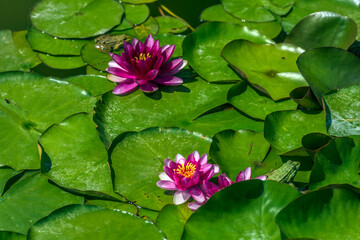pink lilies in the pond