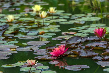 lilies in the pond of the botanical garden