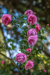 pink climbing garden rose on a green background