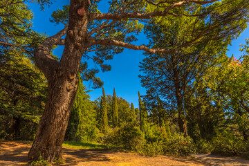 Alupkinsky Park (also known as Vorontsov Park)
