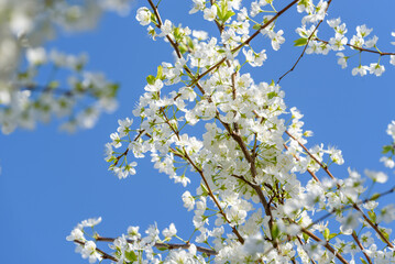 White plum blossoms in full bloom