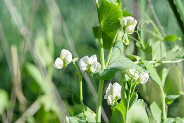 White flowers of Pea plant