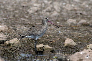 Black-tailed godwit (Limosa limosa) spotted near Bhigwan in Maharashtra, India