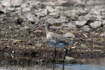 Black-tailed godwit (Limosa limosa) spotted near Bhigwan in Maharashtra, India