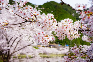 桜

