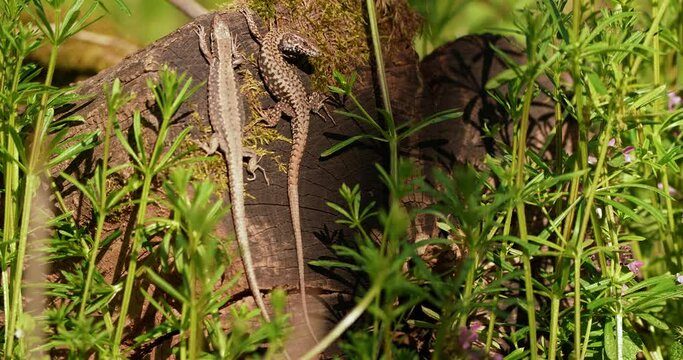two lizards on a tree in the woods next to each other