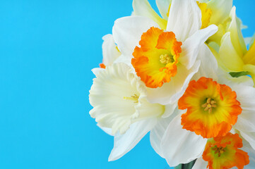 Fototapeta premium Spring bouquet of yellow daffodils on a blue background. Copy space.